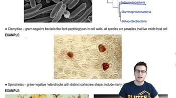 Prokaryote Lineages 1