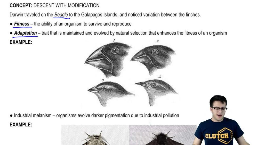 Fitness, Adaptation, and Artificial Selection