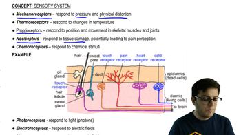 Sensory Receptors