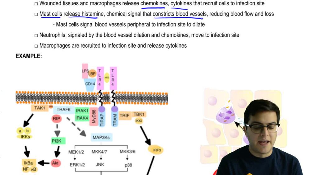 Inflammatory Response