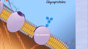 Animation: Functions of the Plasma Membrane