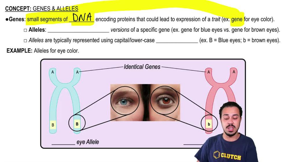 Genes & Alleles