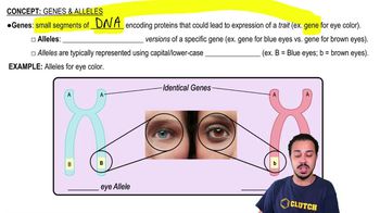 Genes & Alleles