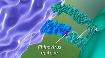 BioFlix: Adaptive Defenses: B cells and Humoral Immunity