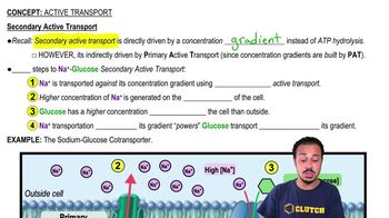Secondary Active Transport