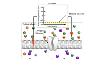 Animation: Membrane Potentials