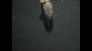 Short Video: Root Growth in a Radish Seed