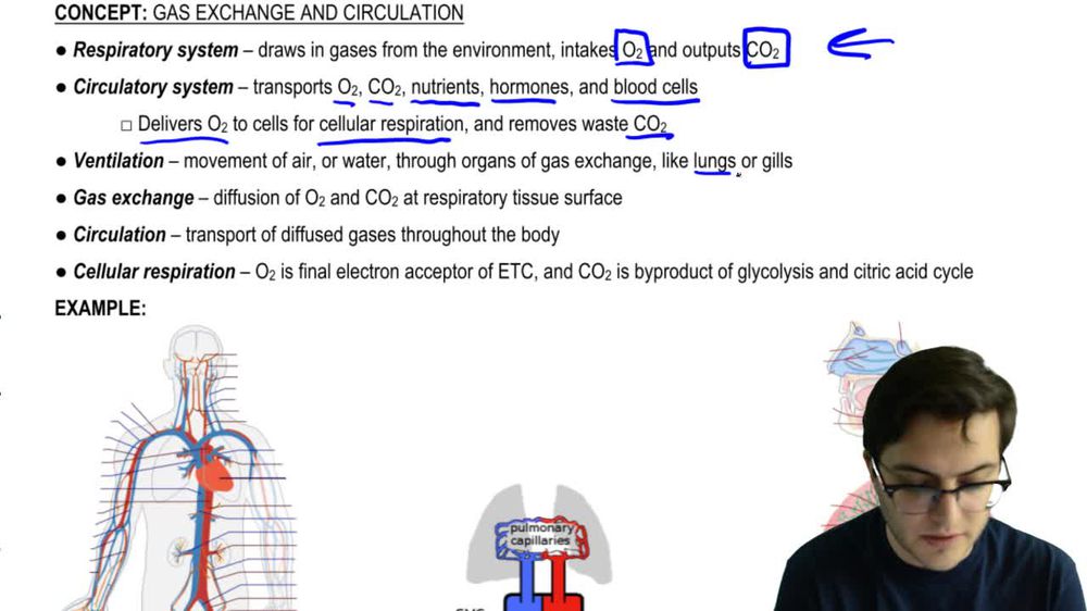 Gas Exchange and Circulation