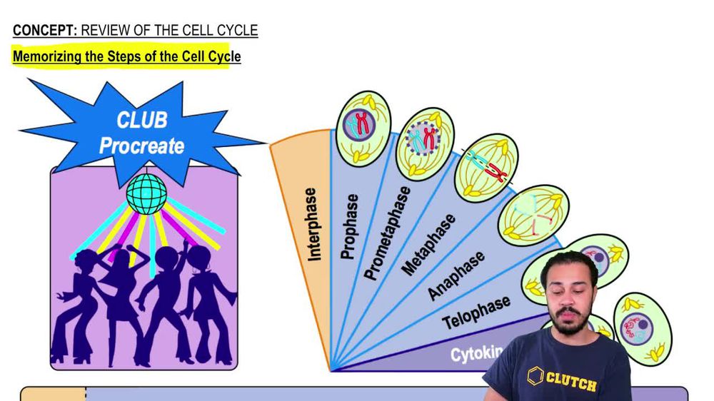 Memorizing the Steps of the Cell Cycle