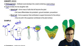 Embryogenesis
