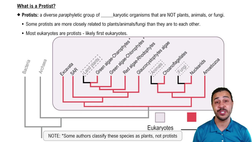 What is a Protist?