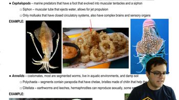 Annelids