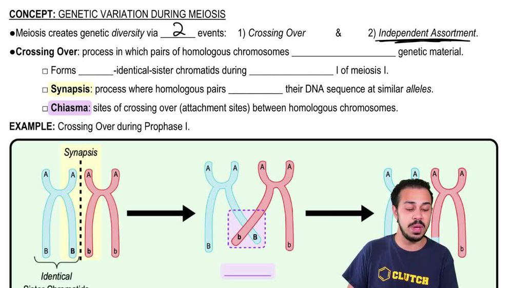 Genetic Variation During Meiosis