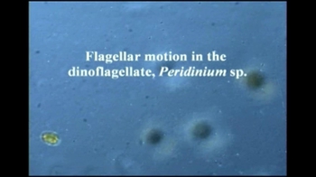 Short Video: Dinoflagellate