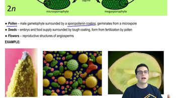 Land Plants - 4