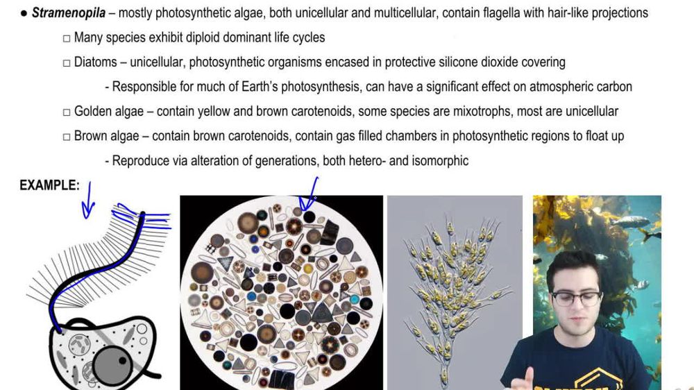 Stramenopila and Alveolata