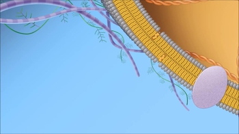 Animation: Structure of the Plasma Membrane