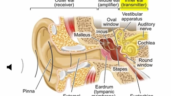 Animation: The Human Ear