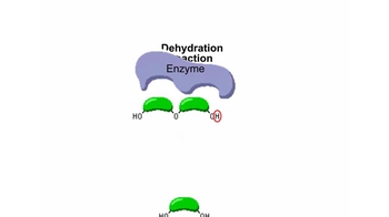 Animation: Making and Breaking Polymers