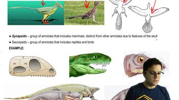 Birds and Synapsids