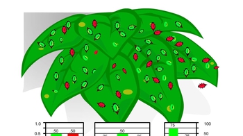 Animation: Causes of Evolutionary Change