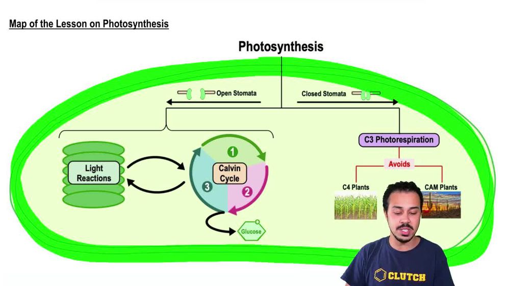 Map of the Lesson on Photosynthesis
