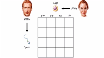 Animation: A Simplified Cross of Two Characters in Humans