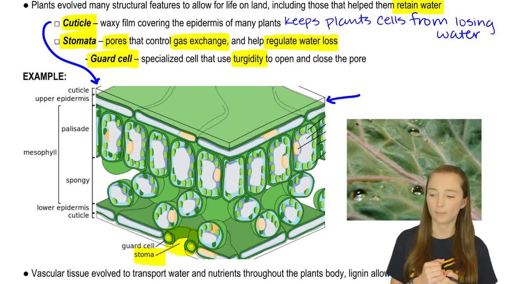 Land Plants - 2