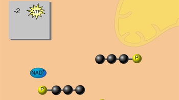 Animation: Glycolysis