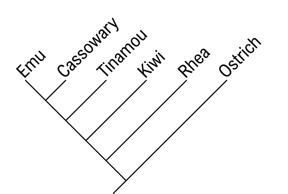 Phylogenetic tree showing relationships among emu, cassowary, tinamou, kiwi, rhea, and ostrich.