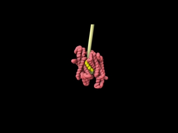 Short Video: Cotranslational Transport