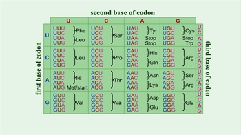 Animation: Translation: RNA Folding