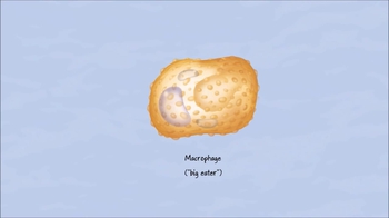 Animation: Clonal Selection