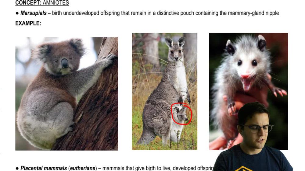 Marsupials and Placental Mammals