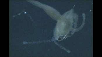 Short Video: Hydra eating Daphnia