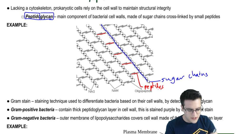 Prokaryotic Cell Structures 1