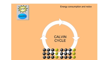 Animation: The Calvin Cycle