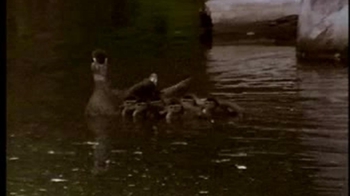 Short Video: Duckling Imprinting