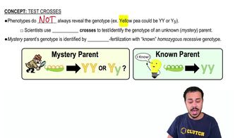 Test Crosses