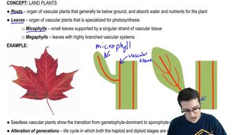 Land Plants - 3