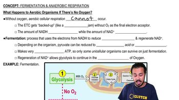 What Happens to Aerobic Organisms if There's No Oxygen?