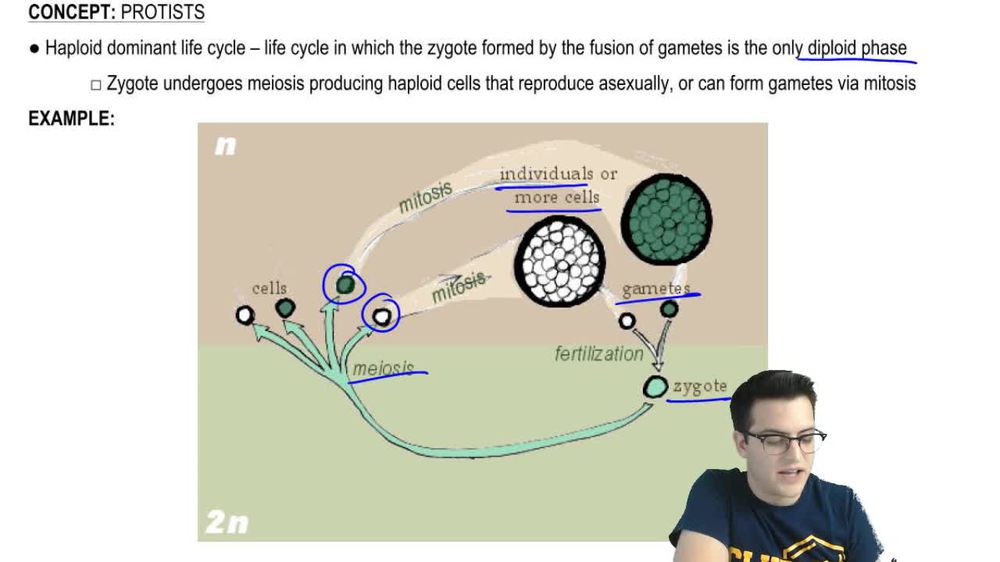 Haploid and Diploid Dominant Life Cycles