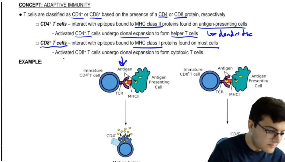 Antigen Presentation and Cytotoxic T Cells