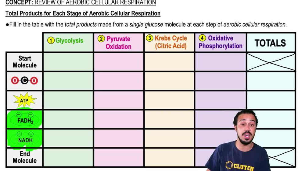 Total Products for Each Stage of Aerobic Cellular Respiration