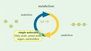 Animation: Metabolism Overview