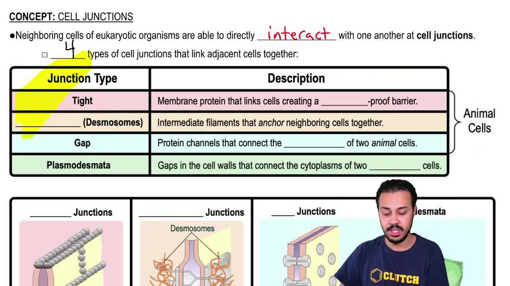 Cell Junctions