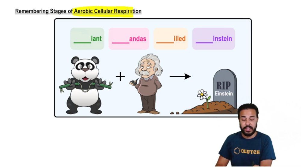 Remembering Stages of Aerobic Cellular Respiration