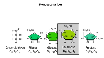 Animation: Carbohydrates