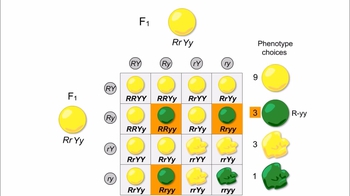 Animation: Mendel's Cross of Two Characters: Seed Shape and Seed Color