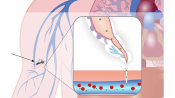Animation: Life Cycle of a Malaria Parasite